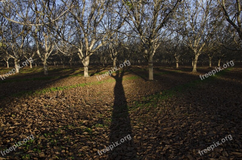 Trees Shadow Orchard Forest Landscape