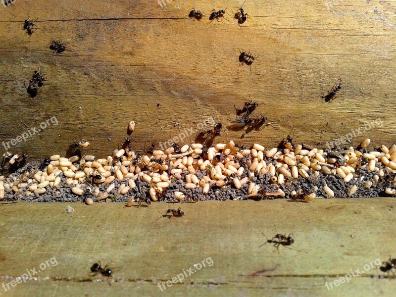 Ant Ants Eggs Insect Nature