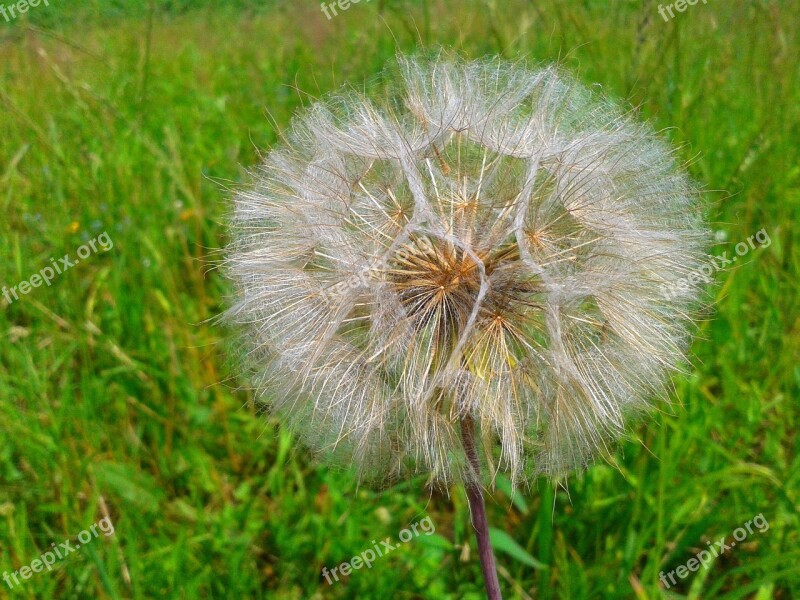 Dandelion Meadow Nuns Sonchus Oleraceus Wind