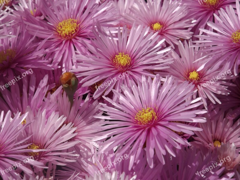 Aster Flowers Rayitos Nature Pink Petals