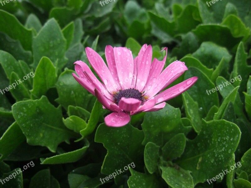 Purple Daisy Flower Pink Nature Floral