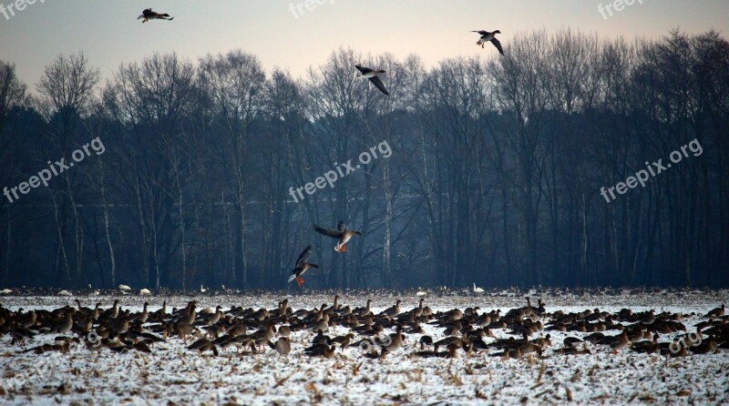 Wild Geese Flock Of Birds Winter Snow Migratory Birds