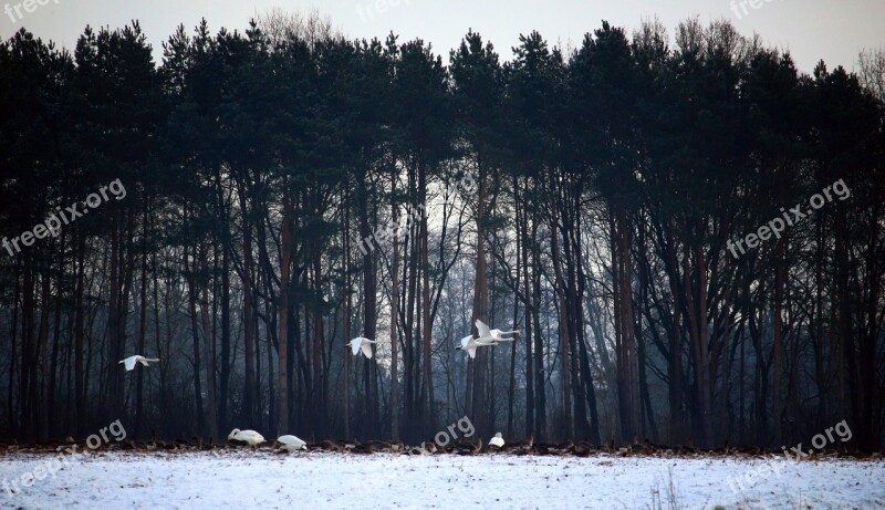 Wild Geese Whooper Swan Swans Flock Of Birds Winter