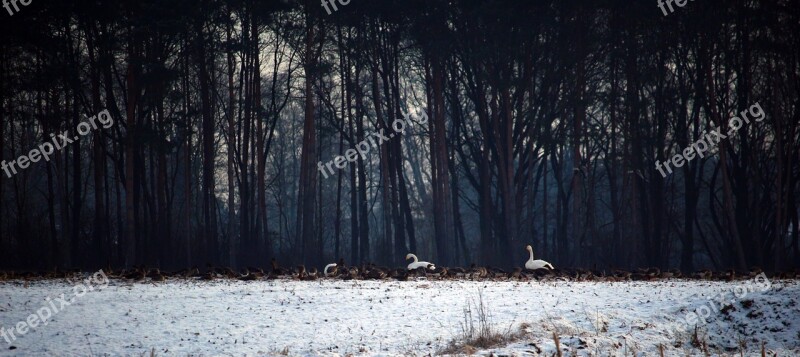 Wild Geese Swans Whooper Swan Flock Of Birds Winter