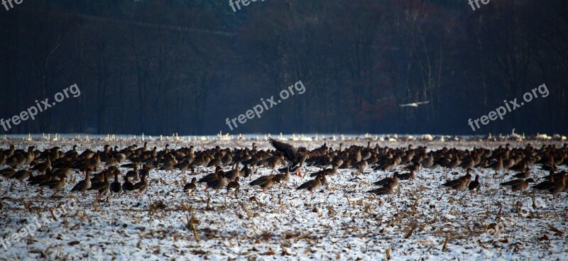 Wild Geese Flock Of Birds Winter Snow Migratory Birds