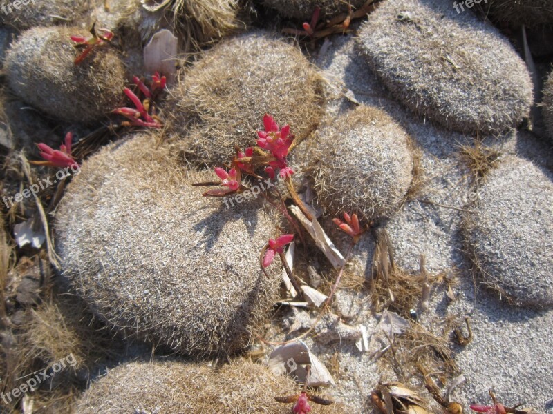 Beach Seaweed Sand Coast Seaweed On Beach