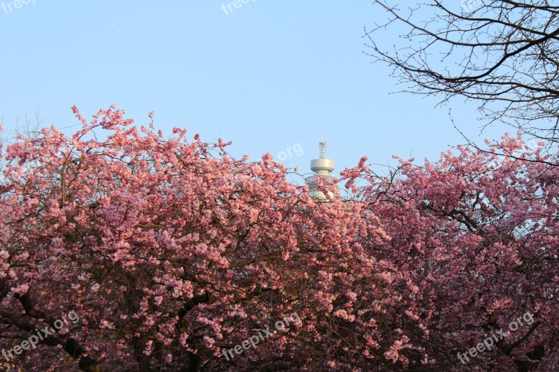 Flowers Cherry Rosa Trees Orchard