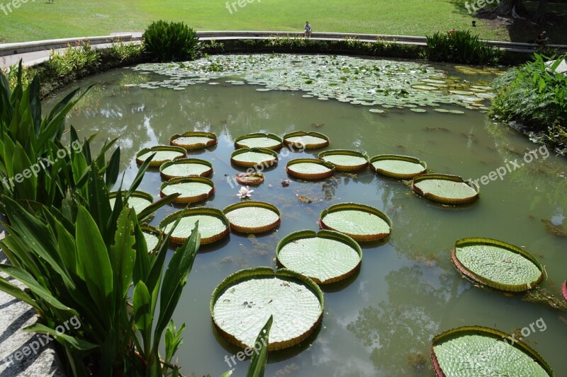 Pond Botanical Garden Water Plant Singapore Free Photos