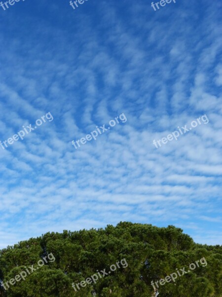 Sky Cirrostratus Wind Top Of A Pine Pine