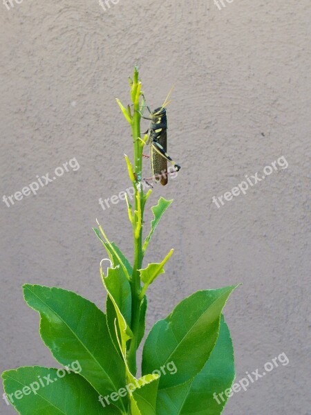 Grasshopper Leaves Chew Leaf Green