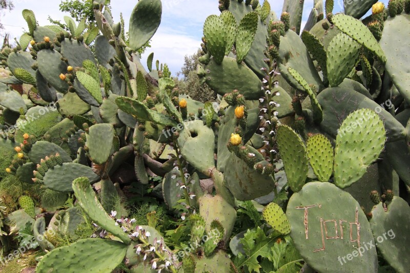 Cactus Prickly Pears Flowers Thorns Nature