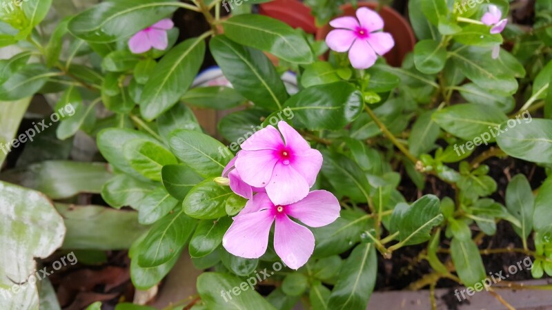 Watercress Catharanthus Roseus Flowers Herb Wood Decor