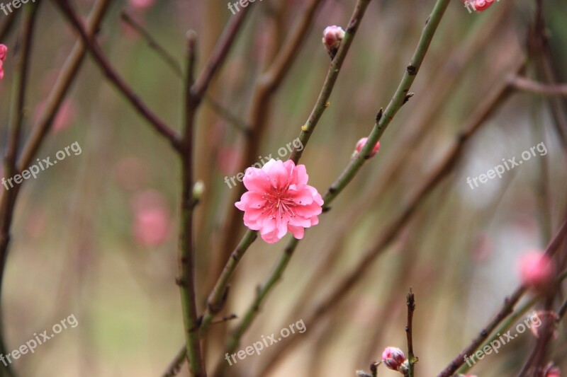 Plum Blossom Red Spring Park Free Photos