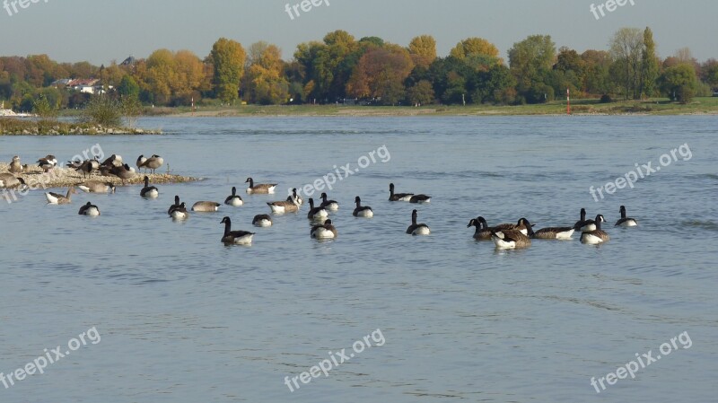 Rhine Autumn Geese Landscape Düsseldorf