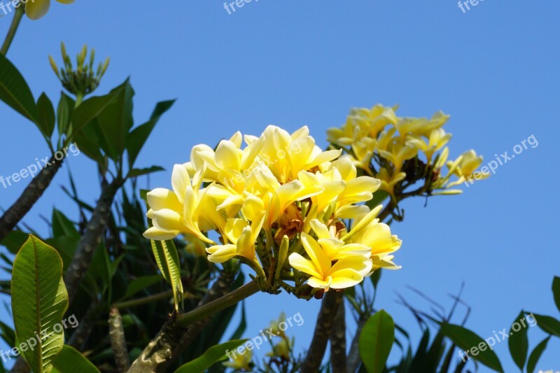 Plumeria Bali Plant Yellow Flower