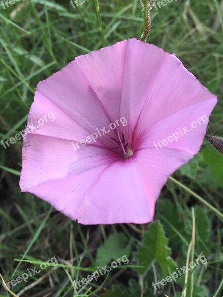 Petunia Flowers Wild Nature Plants