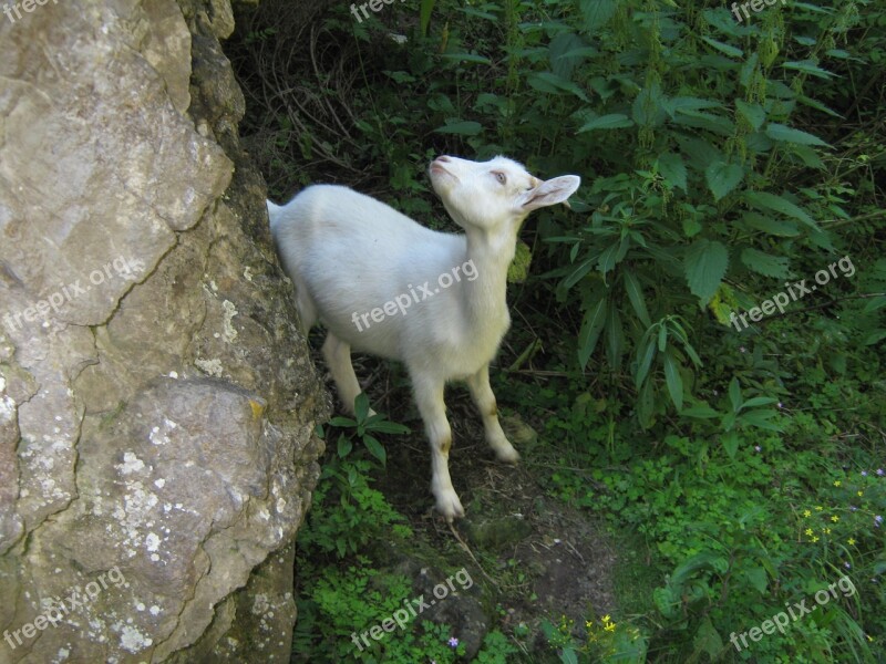 Goat Curiosity Nature Animal House