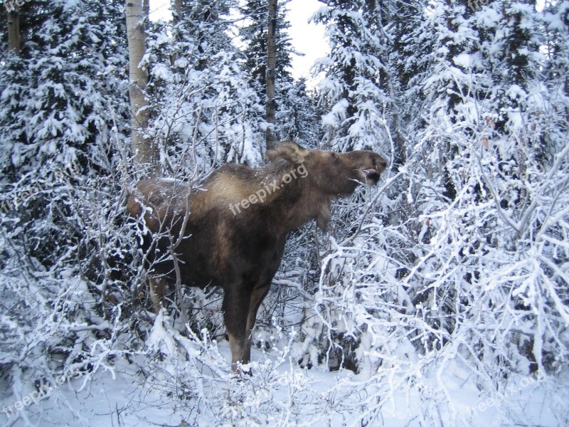 Moose Nature Cold Wildlife Animal