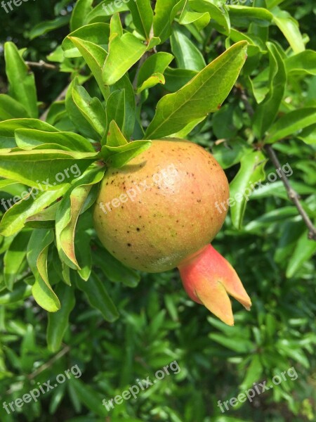 Pomegranate Fruit Sour Red Free Photos