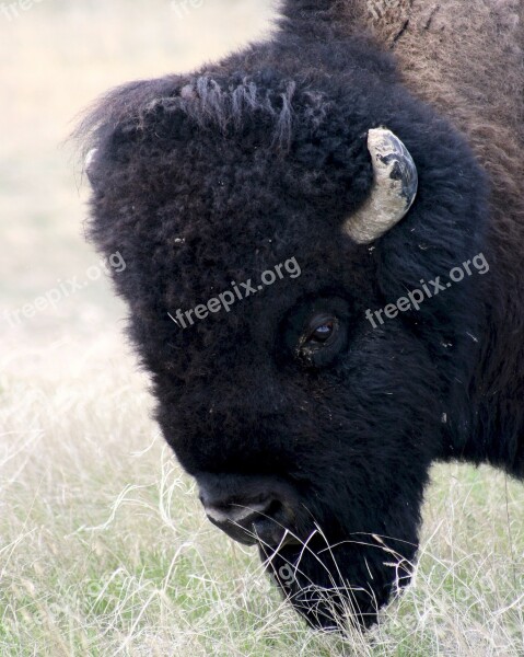 Bison Buffalo American Head Animal