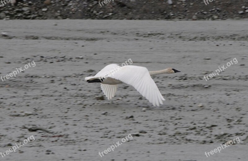 Swan Flying Bird Wildlife Nature