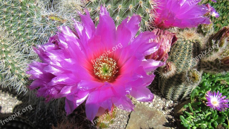 Buga Cactus Blossom Bloom Flower