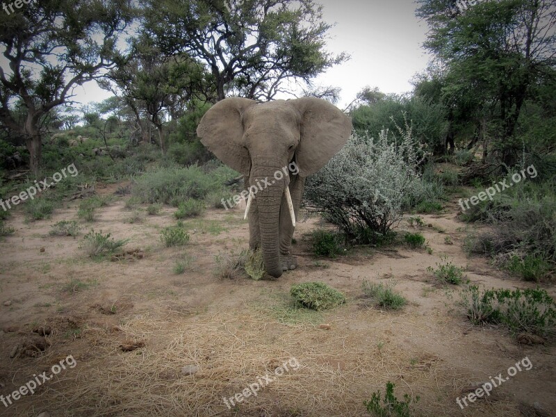 Namibia Elephant Safari Animal Africa