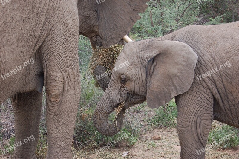 Namibia Elephant Safari Animal Africa