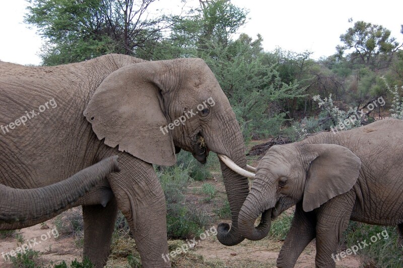 Namibia Elephant Safari Animal Africa