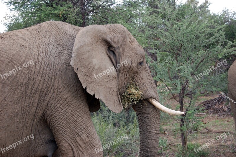 Namibia Elephant Safari Animal Africa