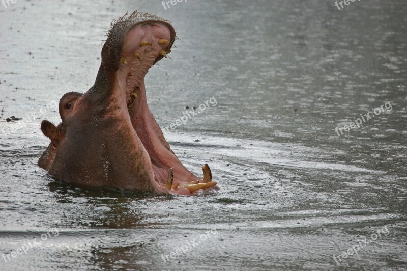 Namibia Hippopotamus Safari Hippo Foot