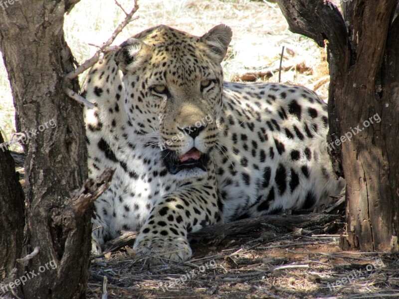 Namibia Leopard Wildcat Africa Safari