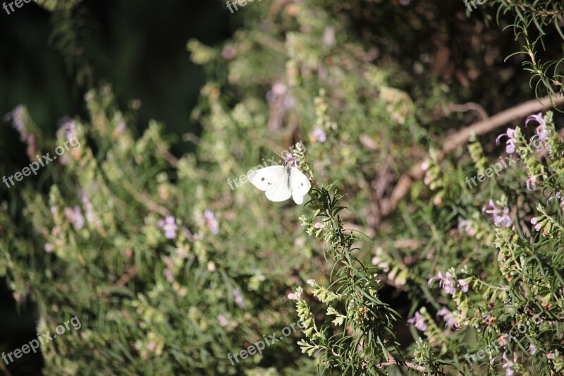 Butterfly White Rosemary Herb Nature