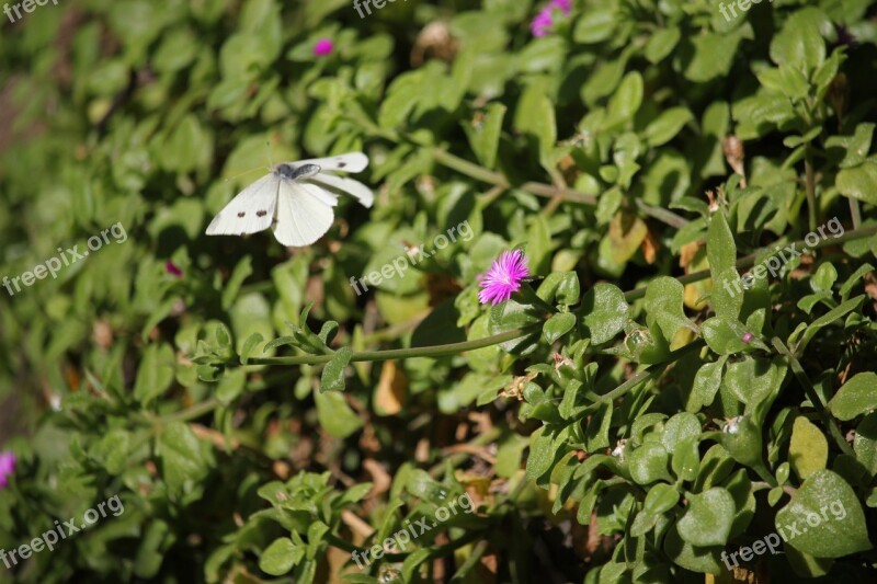 Butterfly White Nature Biodiversity Free Photos