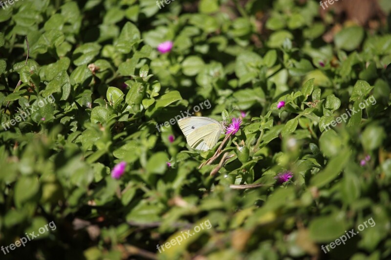 Butterfly White Nature Biodiversity Free Photos