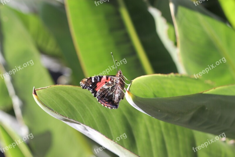 Butterfly Nature Strelitzia Biodiversity Green