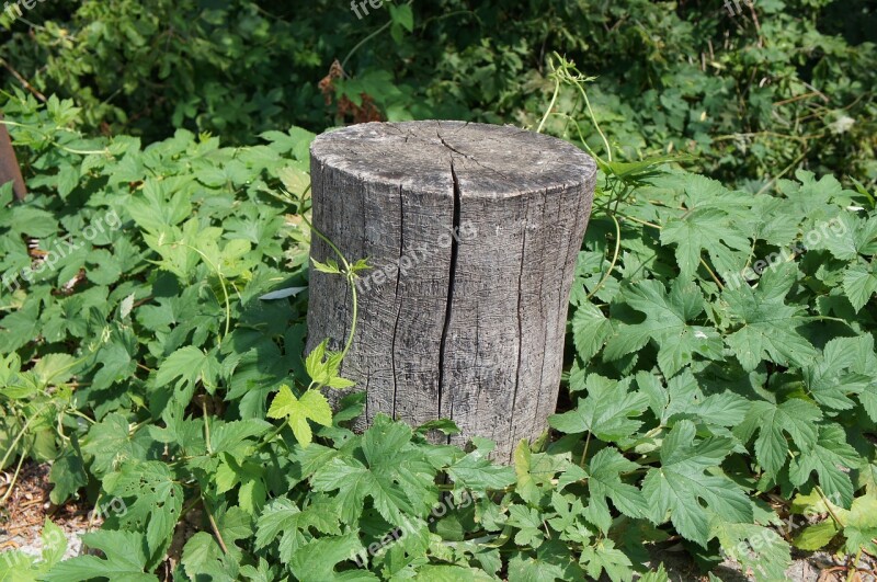 Wooden Stump Column Green Foliage Outdoors