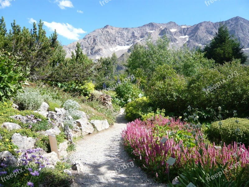 Hautes Alpes Garden Lautaret Free Photos