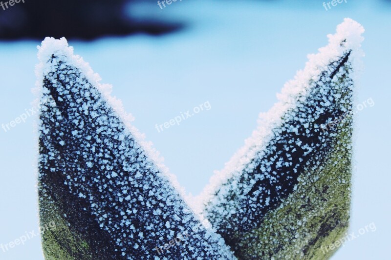 Snow Frost Fence Close Up Winter