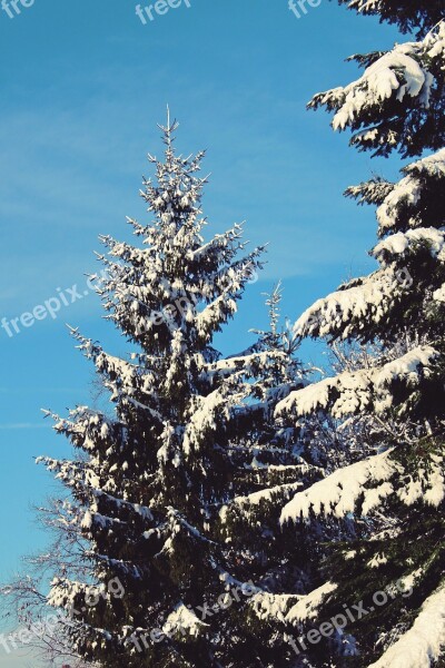 Winter Snow Tree Wintry White