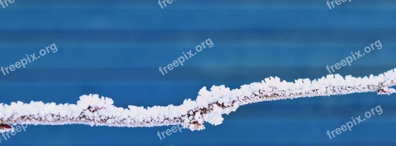 Branch Snow Winter Nature Macro