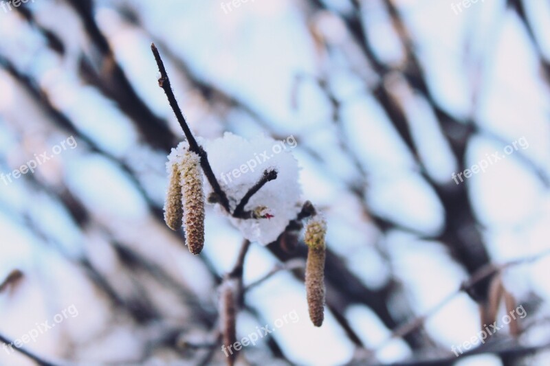 Branch Icicle Snow Winter Nature