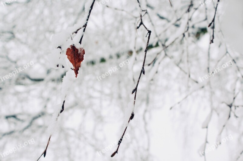 Snow Branches Winter Nature Tree