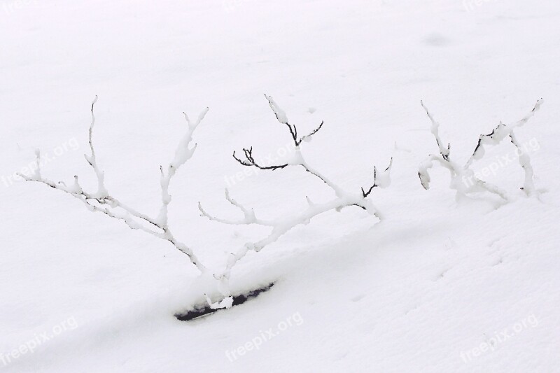 Snow Winter Branch Branches Wintry