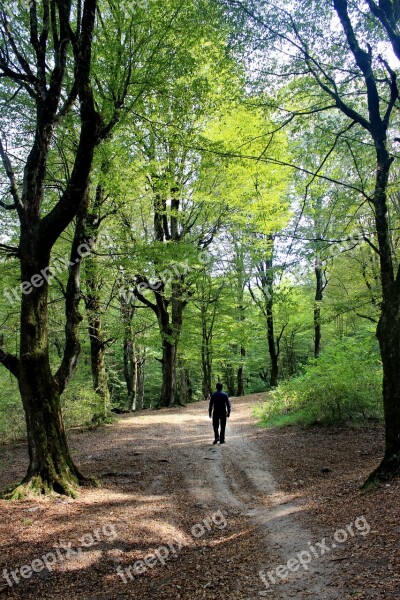 Forest Behshahr Iran Person Silhouette