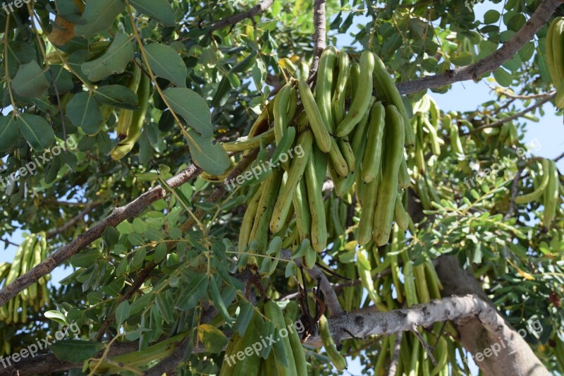 Carob Beans Seed Pod Fruit