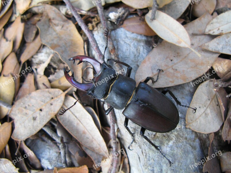 Stag Beetle Lucanus Cervus Croatia Island Of Rab Beetle