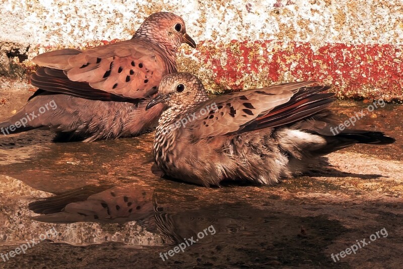 Bird Wild Life Aves Amazon Brazil