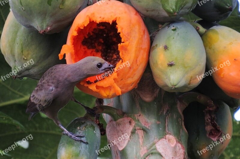 Bird Papaya Wild Life Trees Free Photos