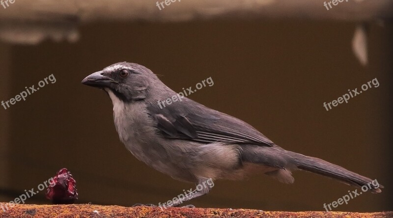 Bird Wild Life Rainforest Tropical Fruit